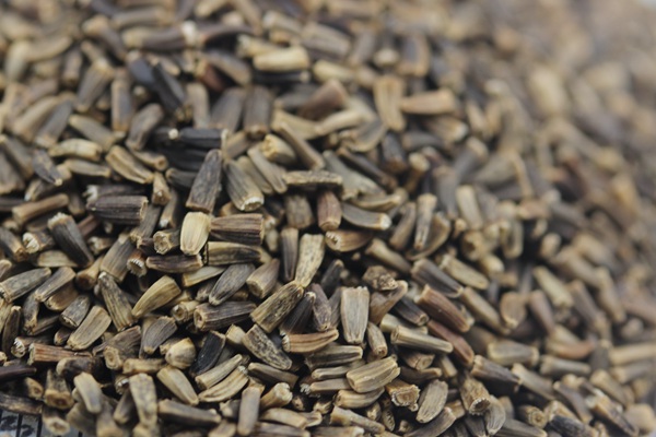 將軍菊苣種子價(jià)格多少錢一斤