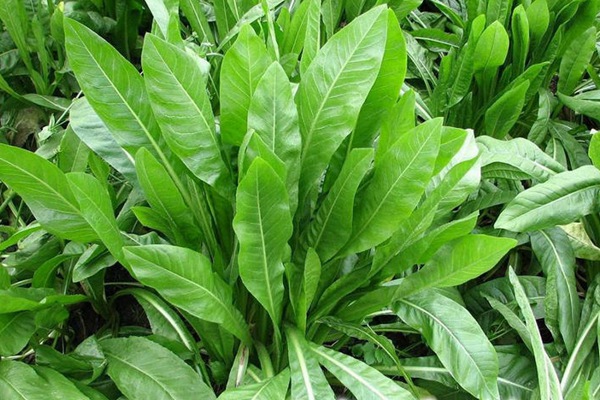 將軍菊苣種子價(jià)格多少錢一斤