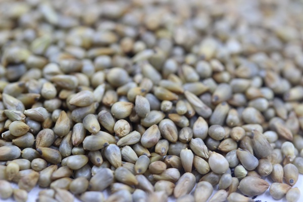 雜交狼尾草種子畝播種用量