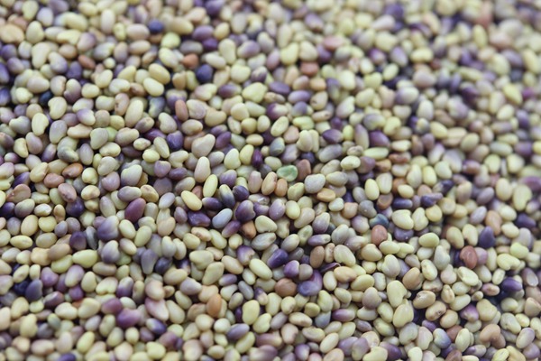 紅三葉草種子的催芽方法