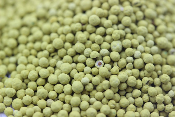 紅三葉草種子的催芽方法