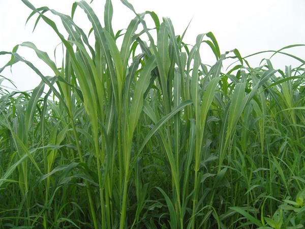 蘇丹草長(zhǎng)多高可以收割