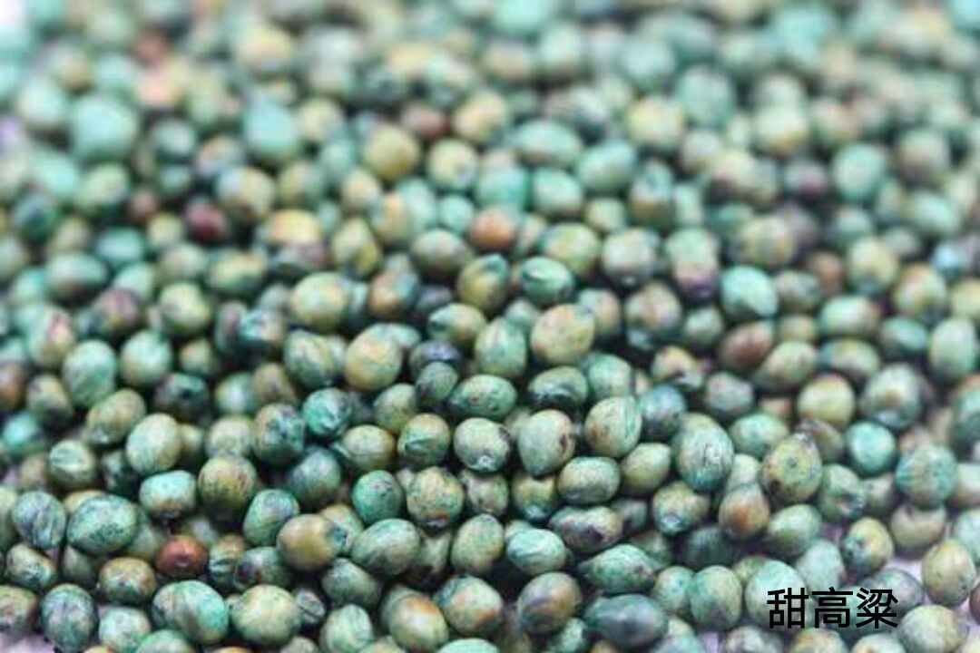 甜高粱，一年生植物，在世界各大洲都有分布