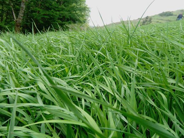 提木西草和苜蓿草哪個更好