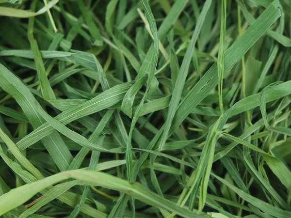 提木西草和苜蓿草哪個更好