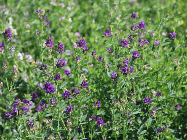 提木西草和苜蓿草哪個更好