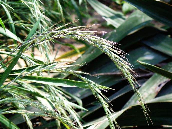 披堿草種子一斤多少錢