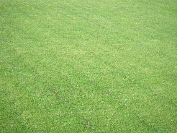 如何區分冬牧70黑麥草和黑麥草