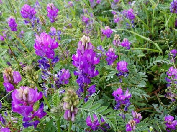 沙打旺可以用來喂養牛羊嗎