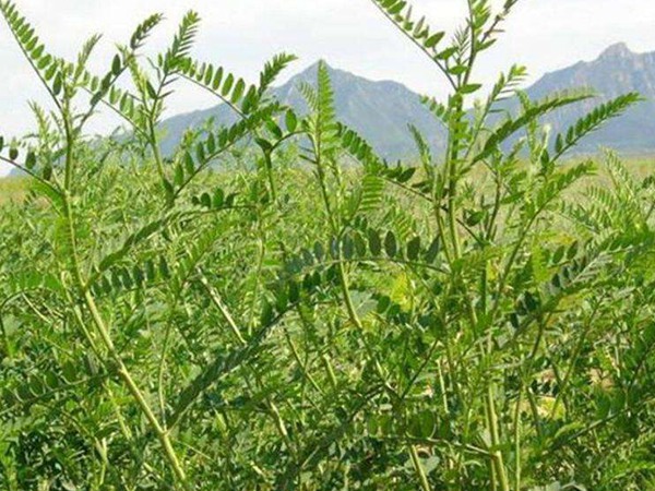 沙打旺可以用來喂養牛羊嗎