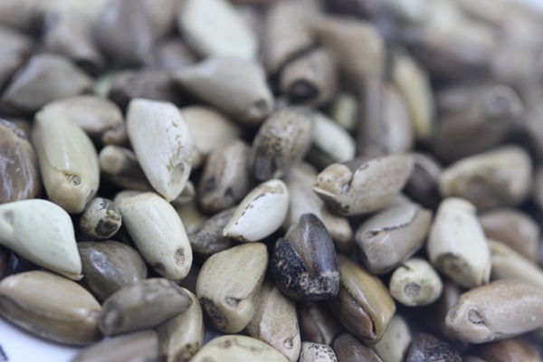 墨西哥玉米草種子播種后幾天發(fā)芽？怎么播種發(fā)芽更快