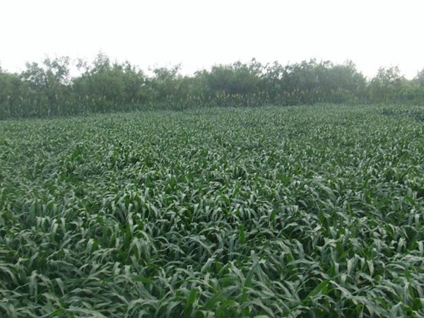 墨西哥玉米草種子播種后幾天發(fā)芽？怎么播種發(fā)芽更快