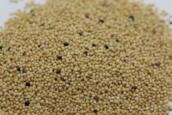 籽粒莧種子的價格多少錢一斤？怎么播種