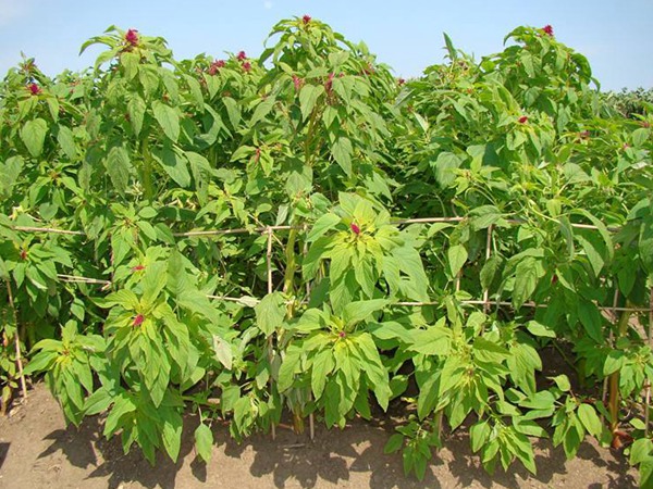 籽粒莧種子的價格多少錢一斤？怎么播種