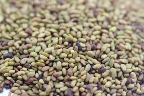 紫花苜蓿種子播種方法和養(yǎng)護技巧