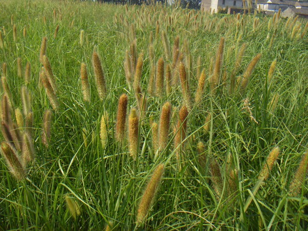 多年生雜交狼尾草種子多少錢一斤？哪里有賣的