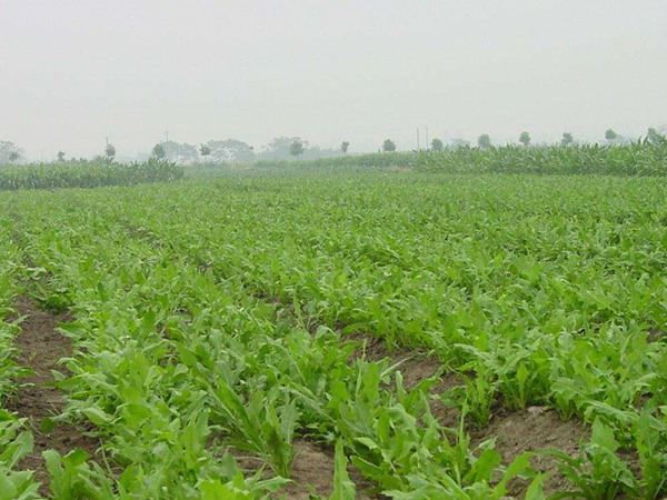 牧草和飼草的區別，各有什么特點
