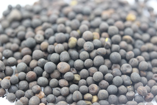 光葉紫花苕種子多少錢一斤，什么時候播種