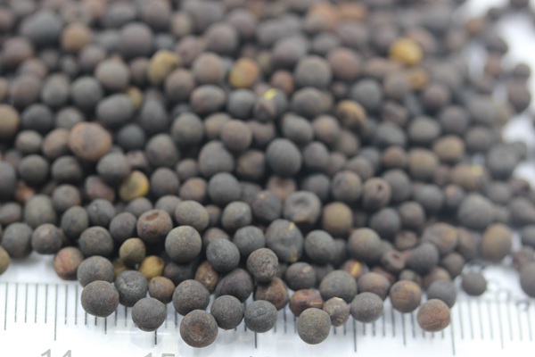 光葉紫花苕種子多少錢一斤，什么時候播種