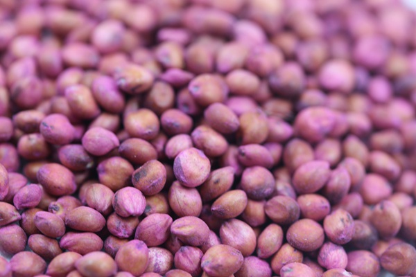 美國高丹草種子畝播種用量，如何播種