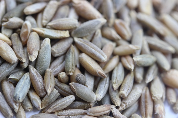 冬牧70黑麥草的播種時間及播種方法