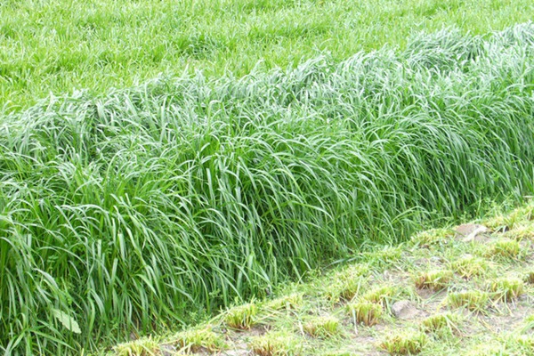 冬牧70黑麥草的播種時間及播種方法