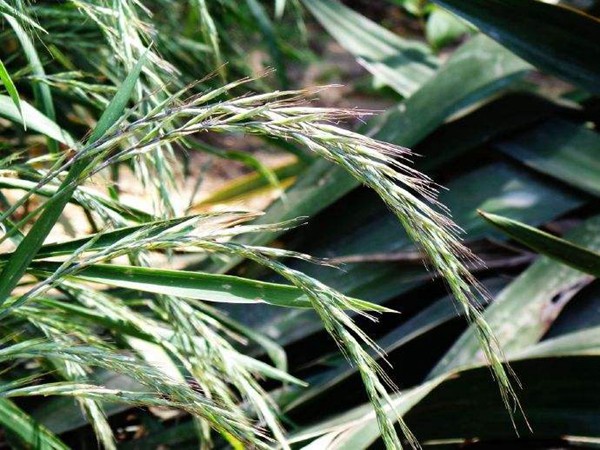 披堿草種子的種植方法