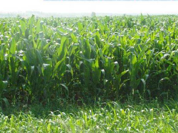 每頭牛的一天飼草量，喂養那些比較好