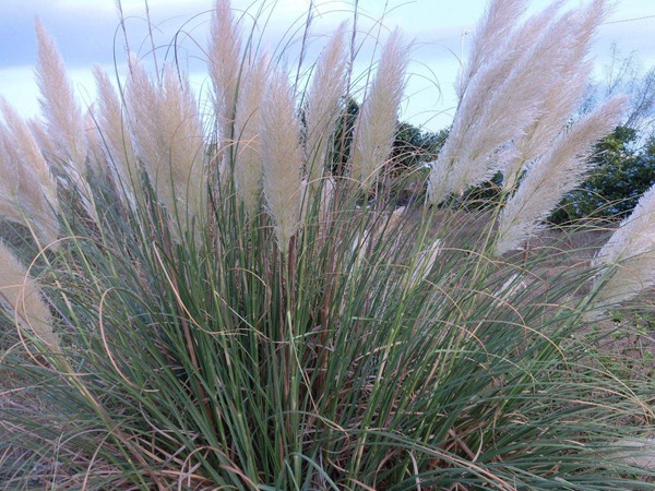 每頭肉牛每天飼草用量，用哪種比較好