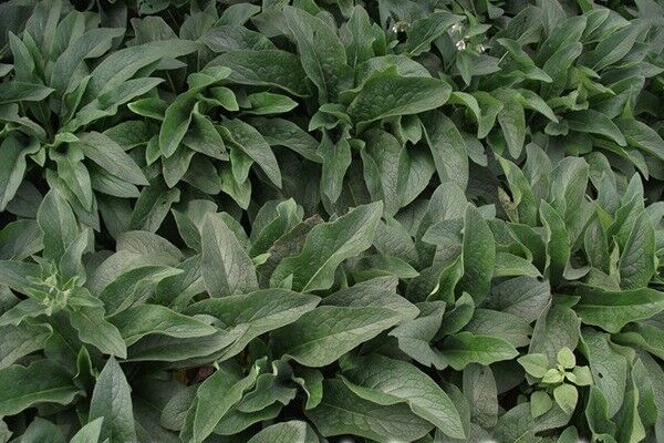 畝產(chǎn)量最高的飼草是哪種，如何種植這些高產(chǎn)飼草