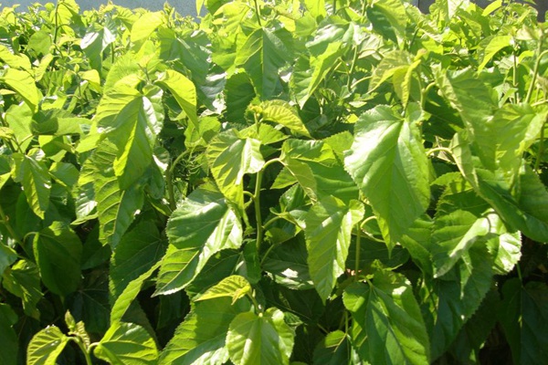 桑樹用作畜飼草可產多少茬