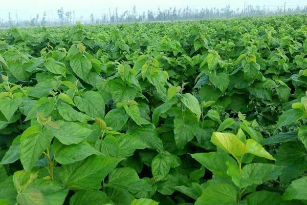 桑葉做飼草效果怎么樣，效益高嗎