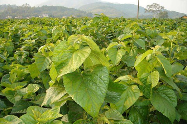 桑葉做飼草效果怎么樣，效益高嗎