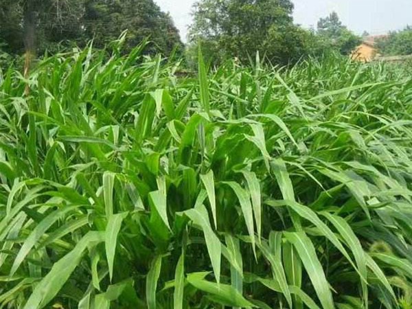 墨西哥玉米草可以直接用來喂豬嗎？如何喂養(yǎng)