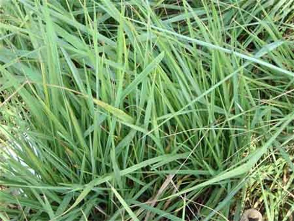 適合披堿草種植的地區