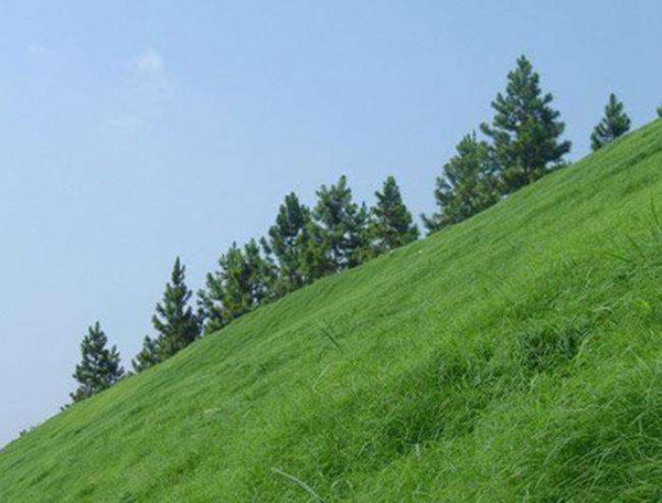 適合披堿草種植的地區