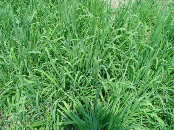 提木西草種子多少錢一斤，哪里有賣