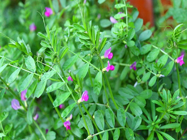 沙打旺做牛羊飼草怎么樣，有什么喂養(yǎng)優(yōu)勢呢