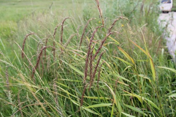 無芒披堿草種子價格
