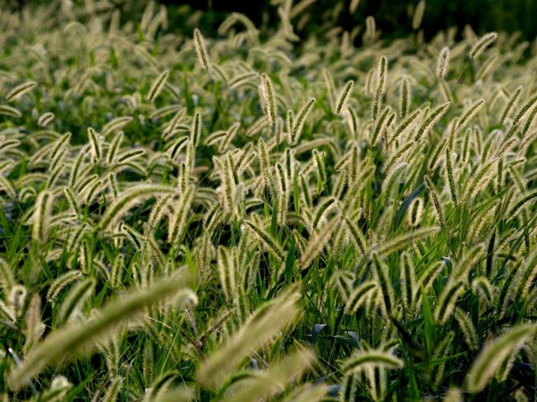 家兔的飼草品種有哪些？如何喂養