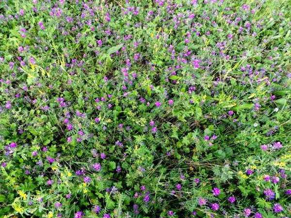 沙打旺種子價格，一畝地種多少