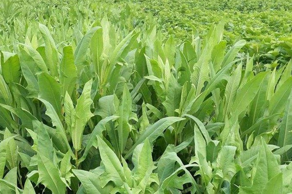 苣荬菜和苦荬菜之間的區(qū)別