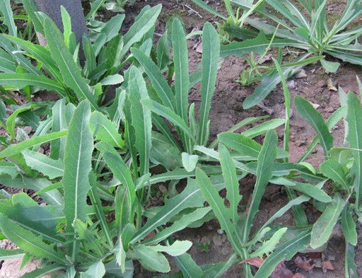 苣荬菜和苦荬菜之間的區(qū)別