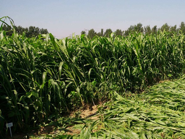 飼草高粱與玉米青飼的區(qū)別