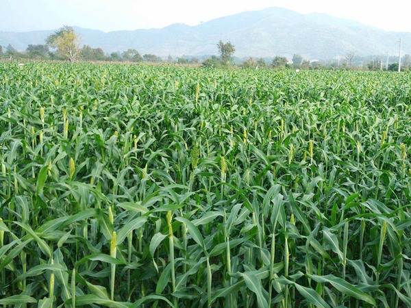 飼草甜高粱種子多少錢一斤，如何播種