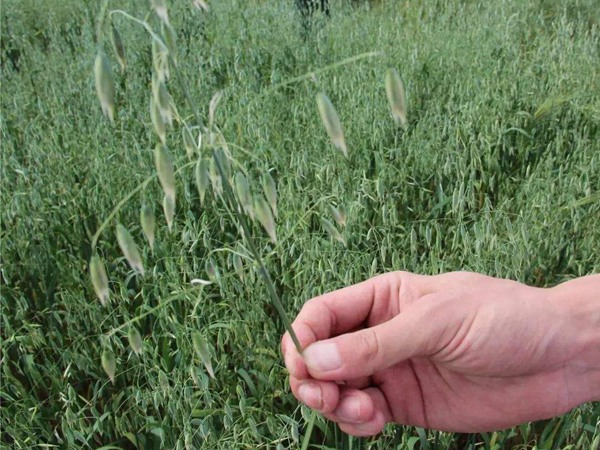 飼草燕麥的生長(zhǎng)周期，生長(zhǎng)期如何養(yǎng)護(hù)