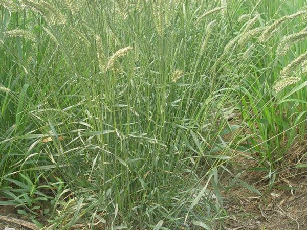 冰草的種植養(yǎng)護技巧和高產(chǎn)技巧