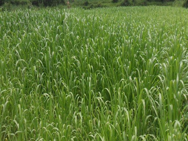 冰草的種植養(yǎng)護技巧和高產技巧