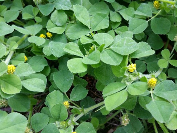 沙打旺和苜蓿草相比較，哪個(gè)更好