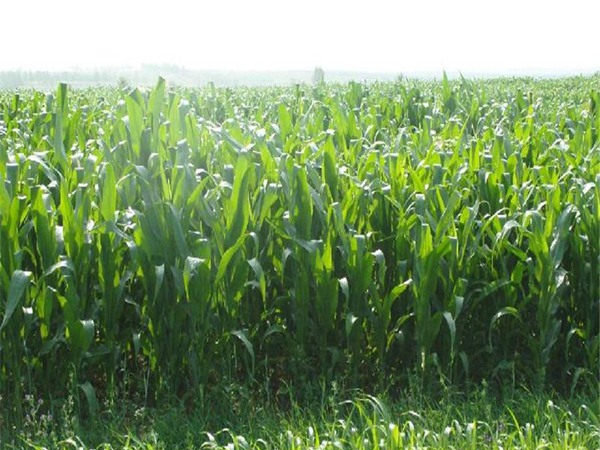 高丹草種子播種后幾天發芽
